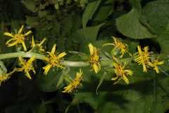 Ligularia fischeri